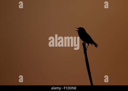 Stonechat, Saxicola torquata, maschio singolo sul ramo cantando retroilluminato, Galles, Agosto 2015 Foto Stock