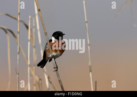 Stonechat, Saxicola torquata, maschio singolo sul ramo, Sud Africa, Agosto 2015 Foto Stock