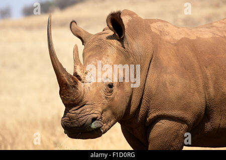 Rinoceronte bianco, Diceros simus, unico mammifero testa il colpo, Sud Africa, Agosto 2015 Foto Stock