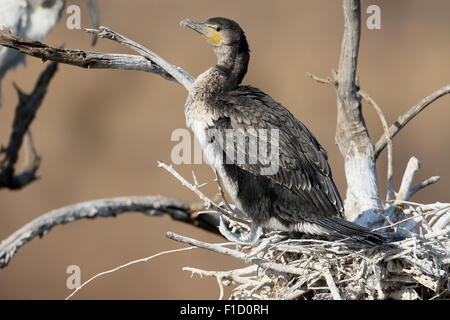 Bianco-breasted, cormorano Phalacrocorax lucidus, singolo uccello sul ramo, Sud Africa, Agosto 2015 Foto Stock