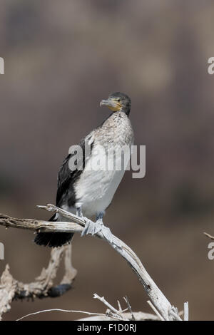 Bianco-breasted, cormorano Phalacrocorax lucidus, singolo uccello sul ramo, Sud Africa, Agosto 2015 Foto Stock