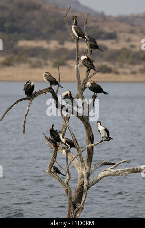 Bianco-breasted, cormorano Phalacrocorax lucidus, gruppo di uccelli nella struttura ad albero, Sud Africa, Agosto 2015 Foto Stock