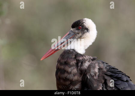 Lanosi colli, Stork Ciconia episcopus, singolo uccello sul terreno, Sud Africa, Agosto 2015 Foto Stock