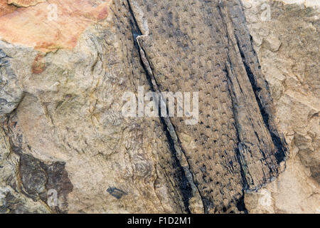 Fossilizzate di corteccia di albero pattern in calcare carbonifero sul litorale di Northumberland. Regno Unito Foto Stock