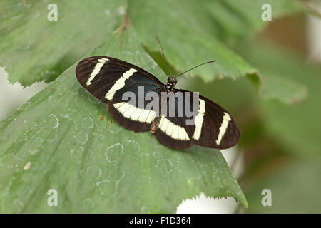 Farfalle tropicali, Hewitson's Longwing (Heliconius hewitsoni) Foto Stock