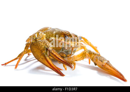 Gamberi di fiume su uno sfondo bianco. Gamberi di fiume isolato su bianco Foto Stock