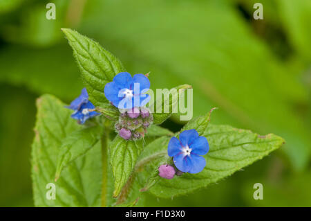 Alkanet verde in fiore Foto Stock