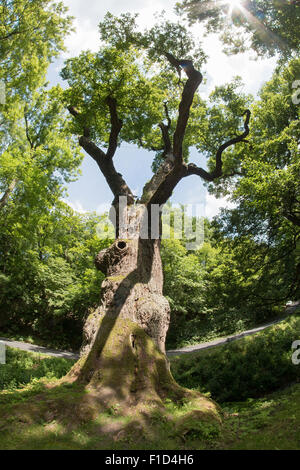 Immagine della memorabile quercia - 800 anno vecchia quercia Foto Stock