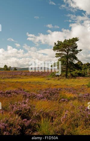 Heather in fiore su Drumashie Moor Foto Stock