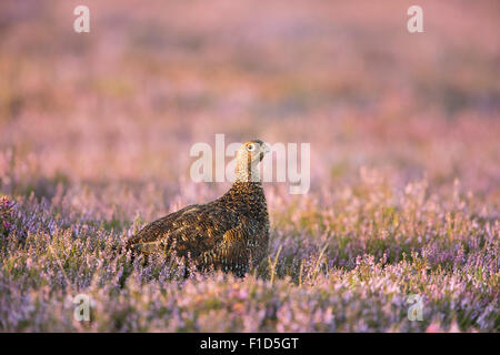 Red Grouse tra Heather sul Yorkshire Moors nella luce del mattino. Foto Stock