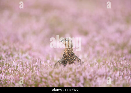 Red Grouse guardando il visore tra Heather sul Yorkshire Moors. Foto Stock