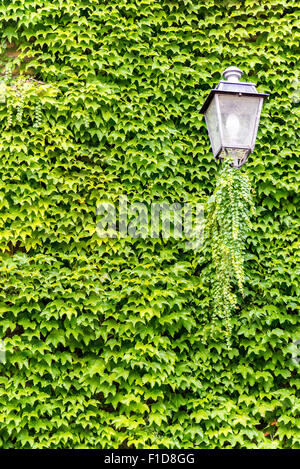 Lampione su una parete piena di edera a Montelupone, sulle colline marchigiane, Italia Foto Stock