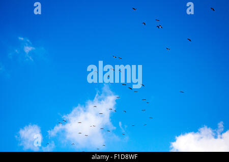 Sullo sfondo del cielo. Sky,nuvole e uccelli sfondo. Foto Stock