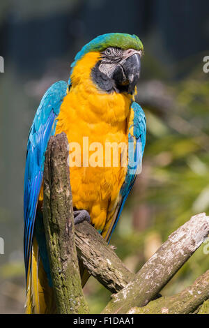 Blu e Giallo macaw appollaiato su un ramo Foto Stock