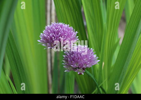 Viola fiori di erba cipollina, Allium schoenoprasum, contro il verde delle foglie Foto Stock