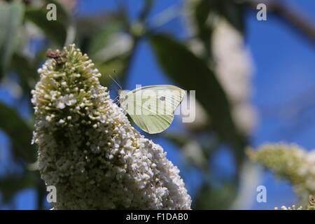 Large White Butterfly, Sarcococca brassicae, alimentando il bianco fiori Buddleia, Buddleia davidii, noto anche come la farfalla Bush. Foto Stock