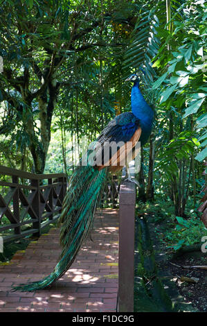 Peacock con lunga e bellissima coda colorata sulla barriera Foto Stock