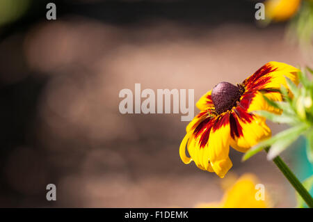 Fiore Rudbeckia musicista di strada al sole a Londra riparto plot, Inghilterra. Foto Stock