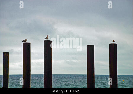 Gabbiani sat su alti pali avanzi del Molo Ovest di Brighton, Inghilterra Foto Stock