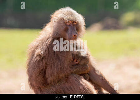 Hamadryas baboon (Papio hamadryas) africano primate Foto Stock