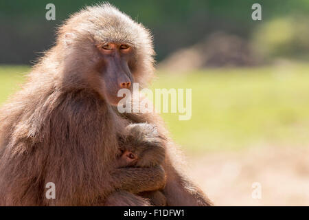 Hamadryas baboon (Papio hamadryas) africano primate Foto Stock