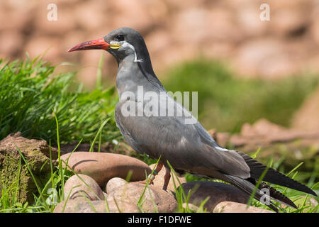 Ritratto di un Inca Tern su una roccia Foto Stock