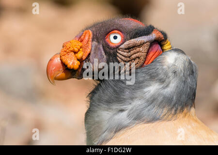 Ritratto di una King Vulture (Sarcoramphus papa) Close-up Foto Stock