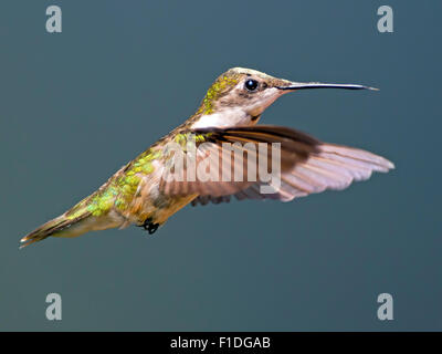 Femmina di Ruby-throated Hummingbird Foto Stock
