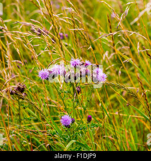 Foto di molti viola thistle fiori che crescono nel selvaggio tra erba e altre piante selvatiche. Foto Stock
