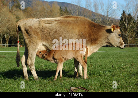 Carino vitello jersey prende un drink da mamma su una costa Ovest agriturismo, Nuova Zelanda Foto Stock