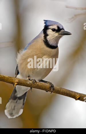 Blue Jay appollaiato su un ramo Foto Stock