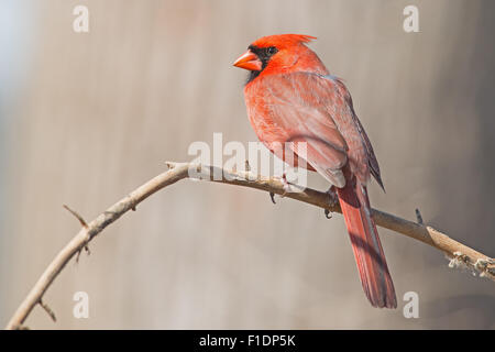 Maschio Cardinale settentrionale seduto su un ramo Foto Stock