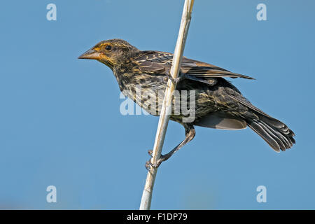 Femmina rosso-winged Blackbird sul ramo. Foto Stock