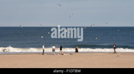 Ocean City, MD - 13 Maggio 2015: A Flock of Seagulls raccoglie in Ocean City, Maryland. Foto Stock