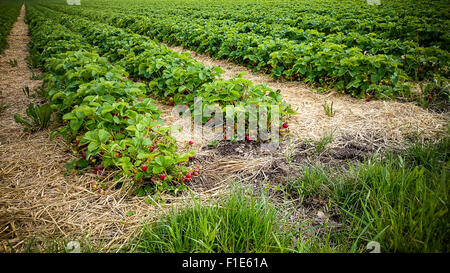 Campo di fragole con bacche mature come sfondo, vista dall'alto Foto Stock