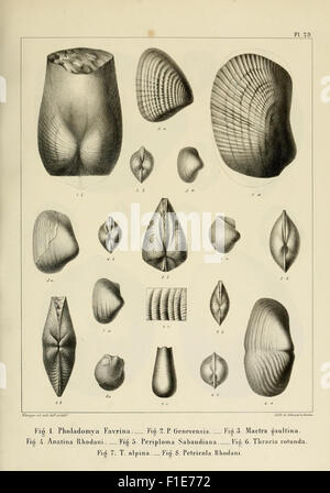 Descrizione des mollusques fossiles qui se trouvent dans les grès verts des dintorni de Genève Foto Stock