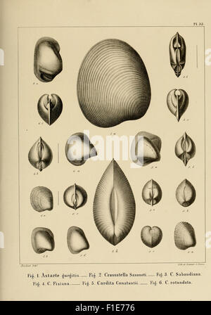 Descrizione des mollusques fossiles qui se trouvent dans les grès verts des dintorni de Genève Foto Stock