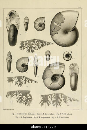 Descrizione des mollusques fossiles qui se trouvent dans les grès verts des dintorni de Genève Foto Stock