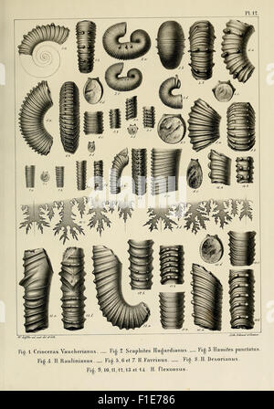 Descrizione des mollusques fossiles qui se trouvent dans les grès verts des dintorni de Genève Foto Stock