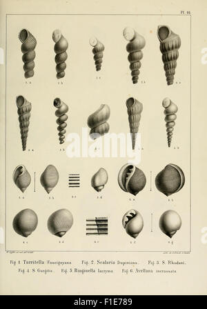 Descrizione des mollusques fossiles qui se trouvent dans les grès verts des dintorni de Genève Foto Stock