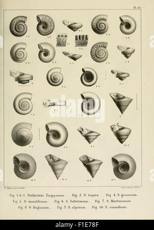 Descrizione des mollusques fossiles qui se trouvent dans les grès verts des dintorni de Genève Foto Stock