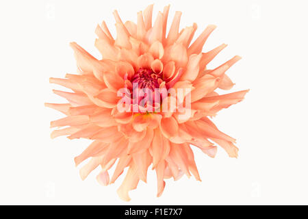 Hee Haugh dalia. Luce arancione con rosa scuro centro. Isolato su sfondo bianco. Foto Stock