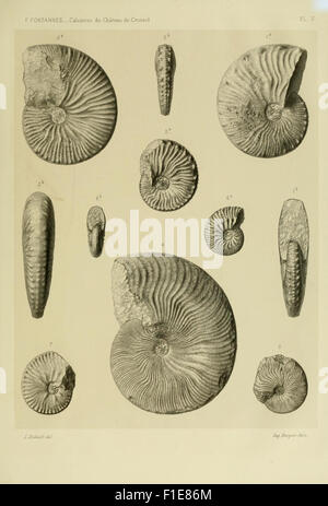 Questo lavoro fornisce una descrizione degli ammoniti trovati nelle formazioni calcaree del Château de Crussol, Ardèche. Presenta illustrazioni dettagliate e analisi paleontologiche, contribuendo allo studio della vita marina preistorica in Francia. Foto Stock