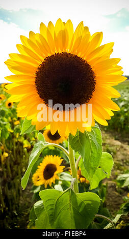 Grande fioritura del girasole sul campo, tramonto, verticale Foto Stock