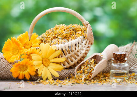 Calendula fiori, cesto con piante essiccate e bottiglie di essenziale olio di calendula. Foto Stock