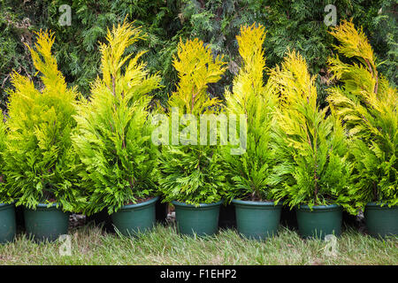 Cipressi di piante in vasi di plastica su tree farm Foto Stock