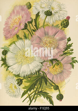 "Die Gartenwelt" (1900) offre illustrazioni dettagliate e descrizioni delle piante da giardino, mostrando una varietà di specie e le loro tecniche di coltivazione dei primi anni del XX secolo. Foto Stock