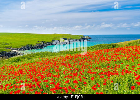 Campo di Papaveri e fiori selvatici al di sopra di Porth scherzo spiaggia vicino a Newquay Cornwall Inghilterra UK Europa Foto Stock