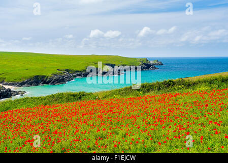 Campo di Papaveri e fiori selvatici al di sopra di Porth scherzo spiaggia vicino a Newquay Cornwall Inghilterra UK Europa Foto Stock