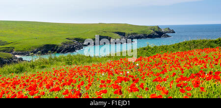 Campo di Papaveri e fiori selvatici al di sopra di Porth scherzo spiaggia vicino a Newquay Cornwall Inghilterra UK Europa Foto Stock